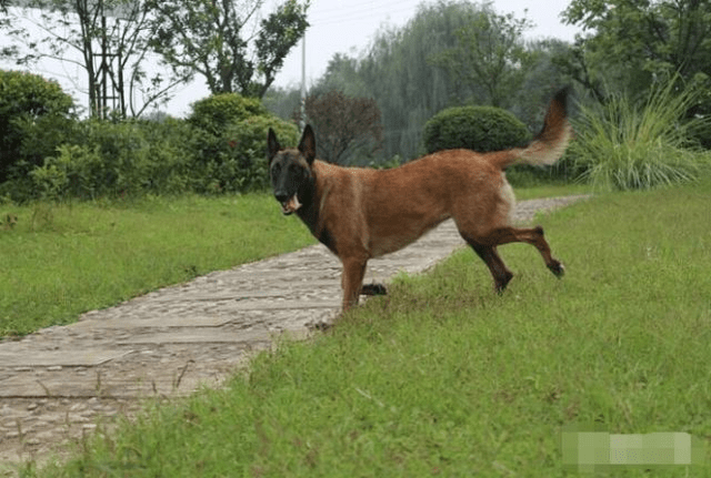 马犬的俗名,是中国公安部从比利时引进的马里努阿犬在昆明警犬基地与