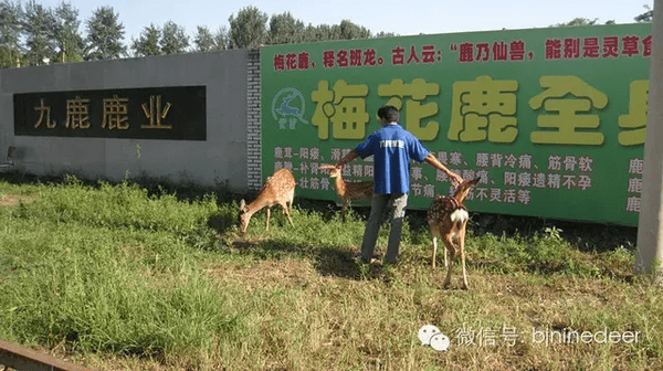 梅花鹿养殖失败案例:大学生北京养殖梅花鹿