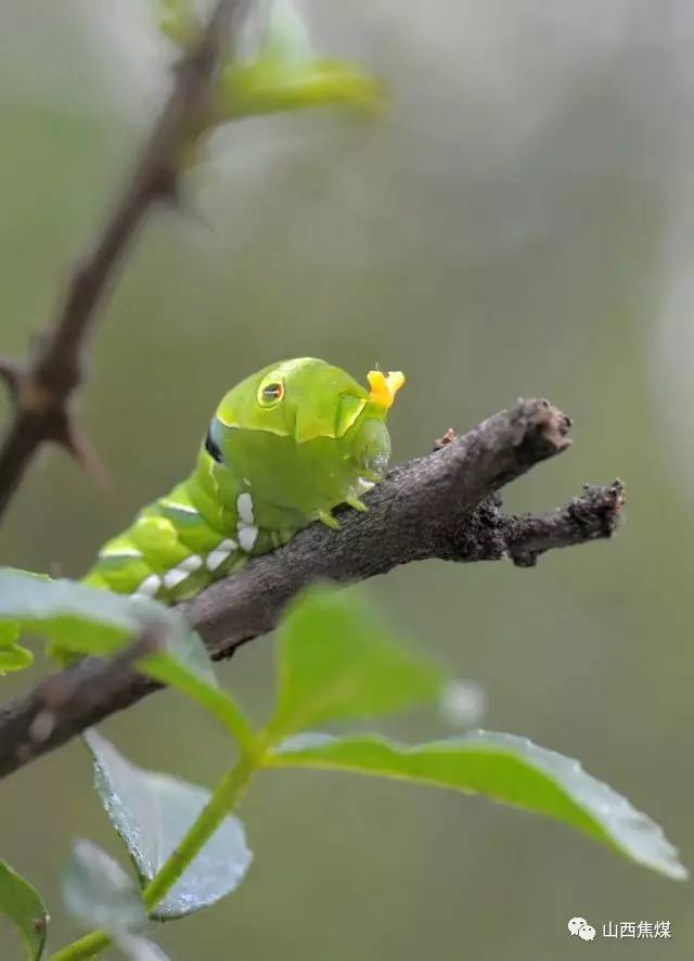 【花椒凤蝶的终龄幼虫】