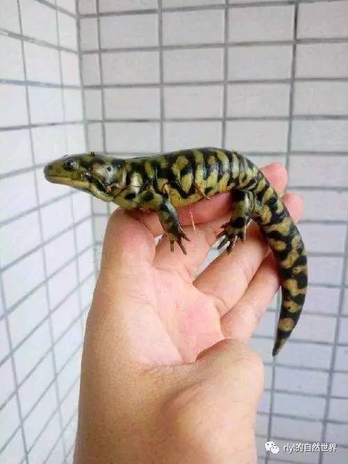 有尾目爱好者的首选—虎纹蝾螈(ambystoma tigrinum)