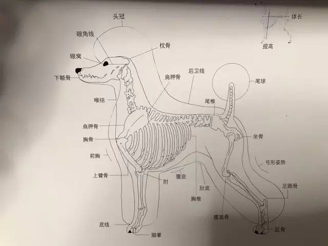 10种韩式宠物造型剪法,157张高清图片,让你从0了解韩式宠物造型剪法