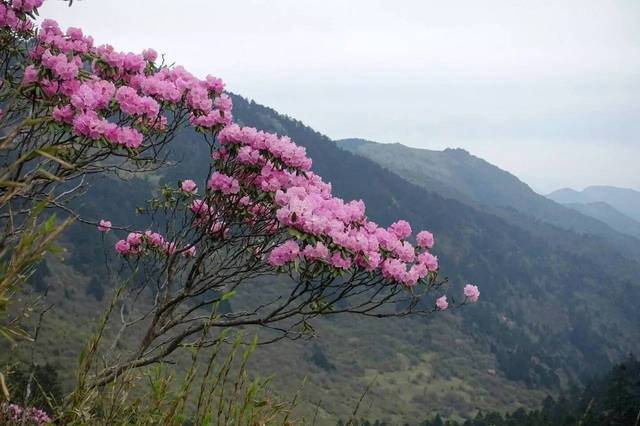 来了吗?神农架高山杜鹃等不及了