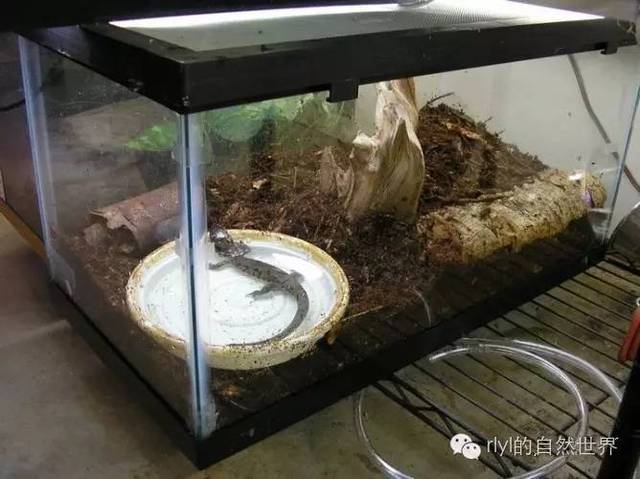 有尾目爱好者的首选—虎纹蝾螈(ambystoma tigrinum)