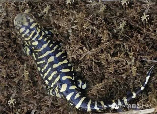 有尾目爱好者的首选——虎纹蝾螈(ambystoma tigrinum