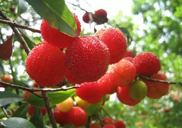 夏日好去处!广东摘水果地图新鲜出炉,溪头村就