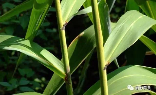 粽叶芦的植物就是为了包粽子而生的,这种禾本科的高大草本在南方地区