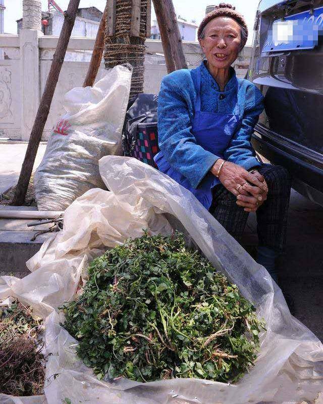 老人一大早进城卖野菜,挖了两天卖的钱还不够车费