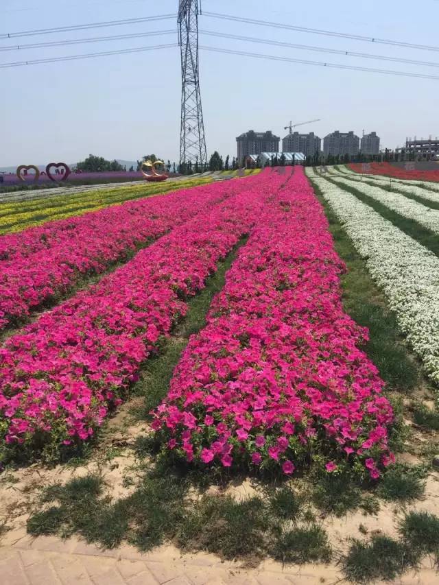 郑州首届玫瑰花海灯光节!一望无际的灯海即将出现!门票免费送!送!送!