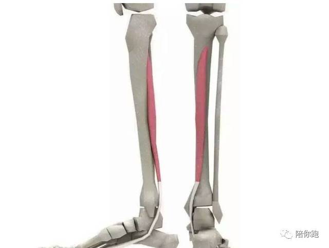 比如说,腓骨长,短肌经过外踝,其损伤会引起踝外侧疼痛;比目鱼肌,胫骨
