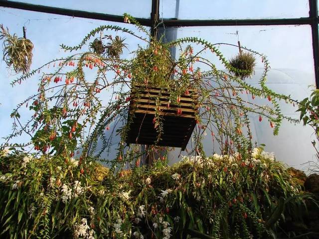 "不要土"的附生植物,种植物更自由