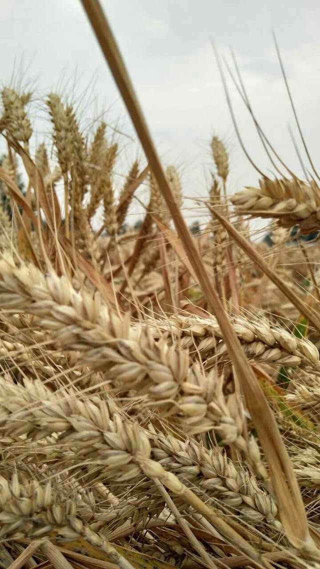 临颍小麦开始收割了,丰收的季节我掂记.