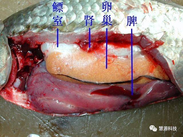 鱼,虾,蟹,小龙虾及鳖解剖图收藏贴(技术员必备)