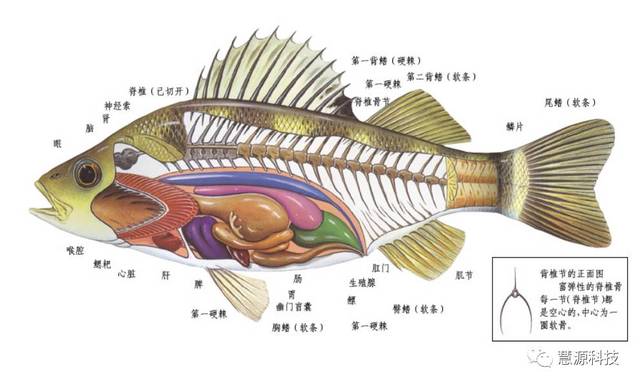 鱼,虾,蟹,小龙虾及鳖解剖图收藏贴(技术员必备)