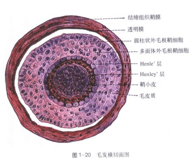 毛发的结构及毛发的干细胞——毛凸