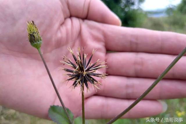 鬼针草:粘上就刺人好烦,可是能治多种病,农村当她是宝