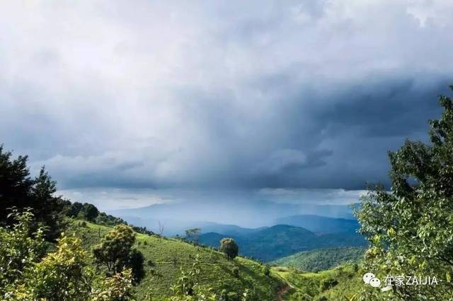 南糯山的一口茶迷住了她,城里卖房云南买山做茶农