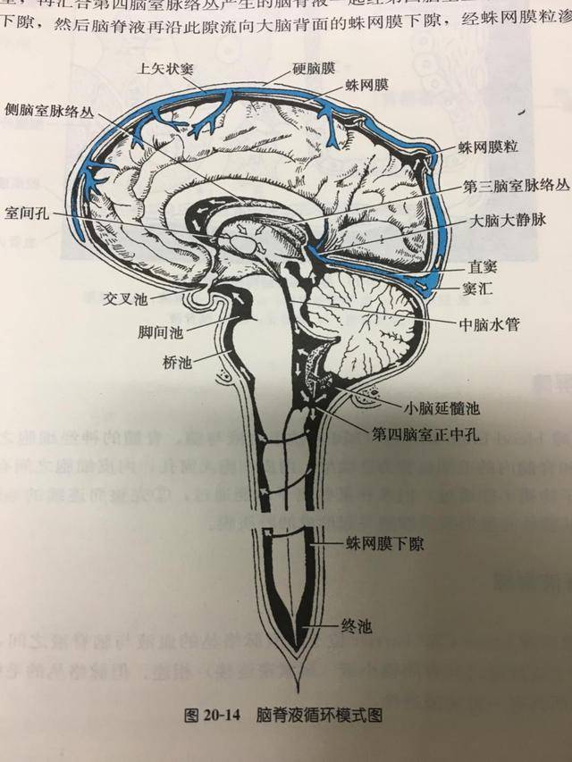 脑脊液是充满脑室系统,蛛网膜下腔和脊髓中央管内的无色透明液体