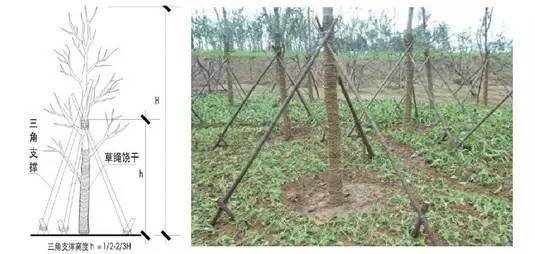 三角支撑一般倾斜角度未45-60,以45°为宜,四角支撑支撑杆与树干