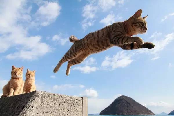 日本摄影师五十岚健太发现猫是为数不多的会飞翔的哺乳动物之一,于是