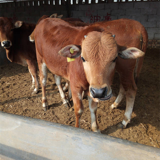 养牛前的准备工作 牛犊饲养技术 养牛技术