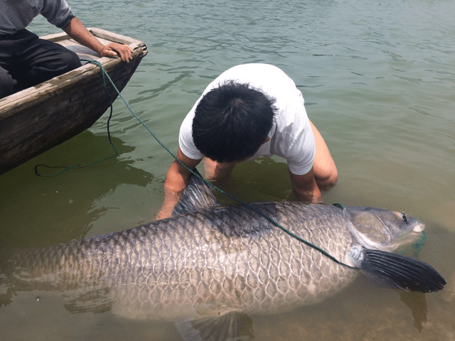 近日,千岛湖市民无意捕获了一条巨型青鱼,这条青鱼体长1.