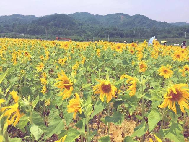 【夏日小清新】阳光满溢,在曲江邂逅一片向日葵花海!