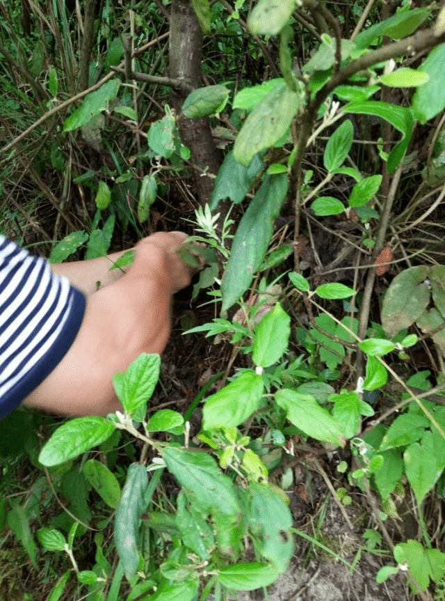 小时候在山上摘来吃的一种花,居然能补肾壮阳