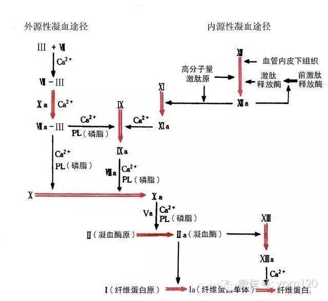 1, 血浆凝血酶原时间(pt)