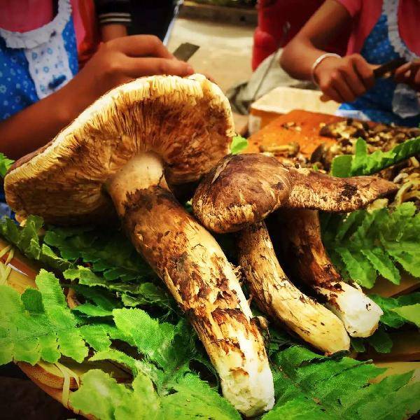 关于举办"第十三届中国·云南野生食用菌交易会"暨全国(西南)食药用菌