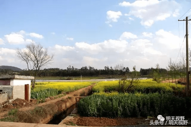 全国最多的吃鱼方法在安宁八街,山楂树,玫瑰酒