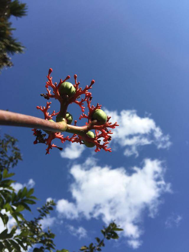 西双版纳热带植物园赏奇花异草,傣族园观长牙巨象领略泼水风情