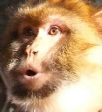 更作死的是, 人类还很喜欢模仿猴子的表情!