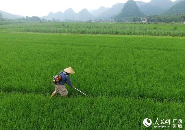 高清组图:广西融安"芒种"农忙