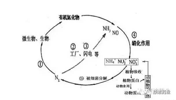 【康洁药业】池塘生态的氮循环