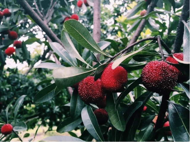 厦门摘杨梅好去处——狐尾山 ,杨梅控的最爱