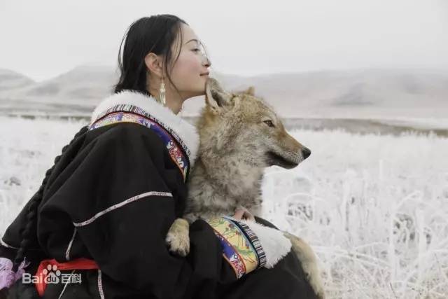 重返狼群中国第一狼女与小狼的真实童话即将上映