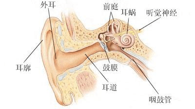 耳膜破了就听不到了[科学解说]