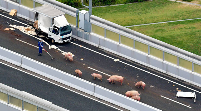 日本大阪一卡车发生事故 19只猪乱入高速公路(组图)