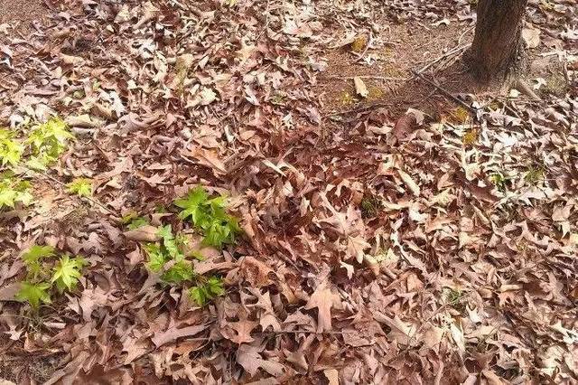 若能在3分钟内找出这50张图中所有动物,高考对你一定没有压力!