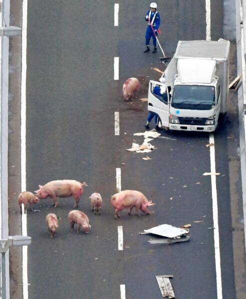 日本车祸致19只猪高速路上"散步" 警察上阵抓猪(组图)