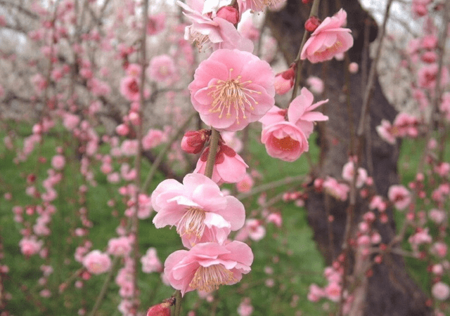 梅花的这些功用 你可能真的不知道