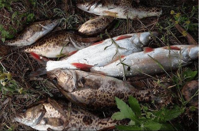 自然水域垂钓鳜鱼的六大技巧