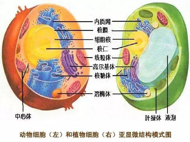 显微结构模式图 动物细胞和植物细