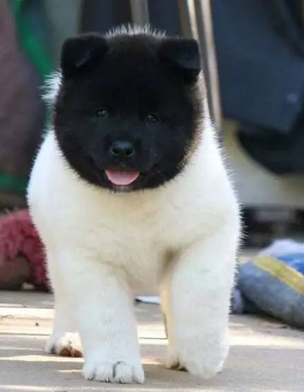 名叫zora的狗狗 它的长相有点独特,全身都是白色的 可头却是黑色的