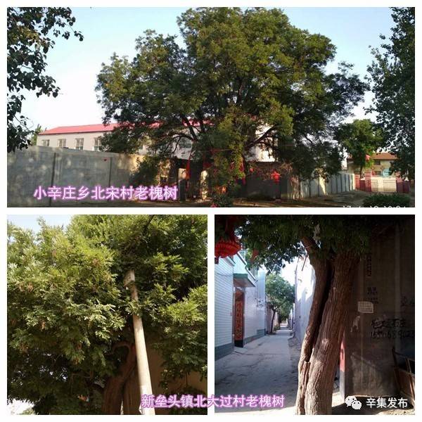 【保护古树】我市发现600年的老槐树!辛集市出台古树名木保护办法