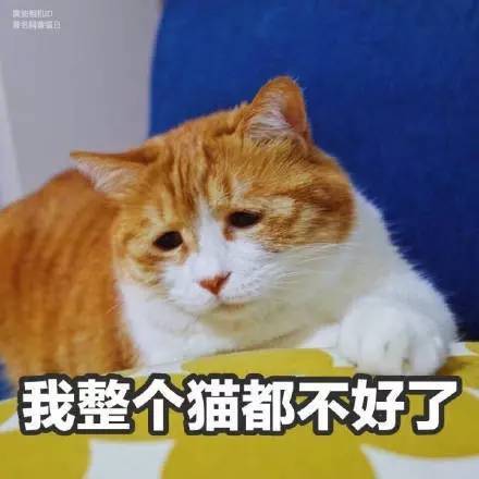 自从养了猫,从此再也不愁没表情包了!