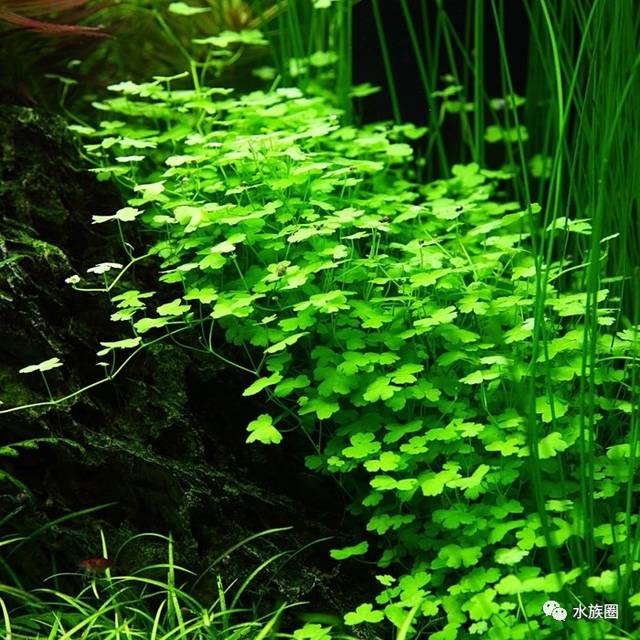 水草资料 | 几种天胡荽介绍.