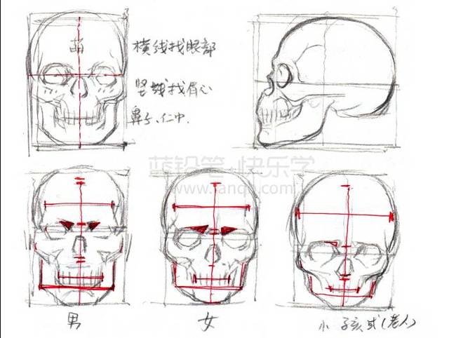 干货来了!人体头部结构难点解析及漫画应用