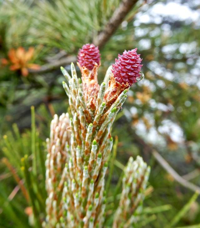 黄山真黄!松树开花漫山遍野一片黄