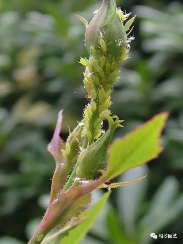 蚜虫  蚜虫在户外爆发得比较多,月季上常见的是月季长管蚜,虫体常为